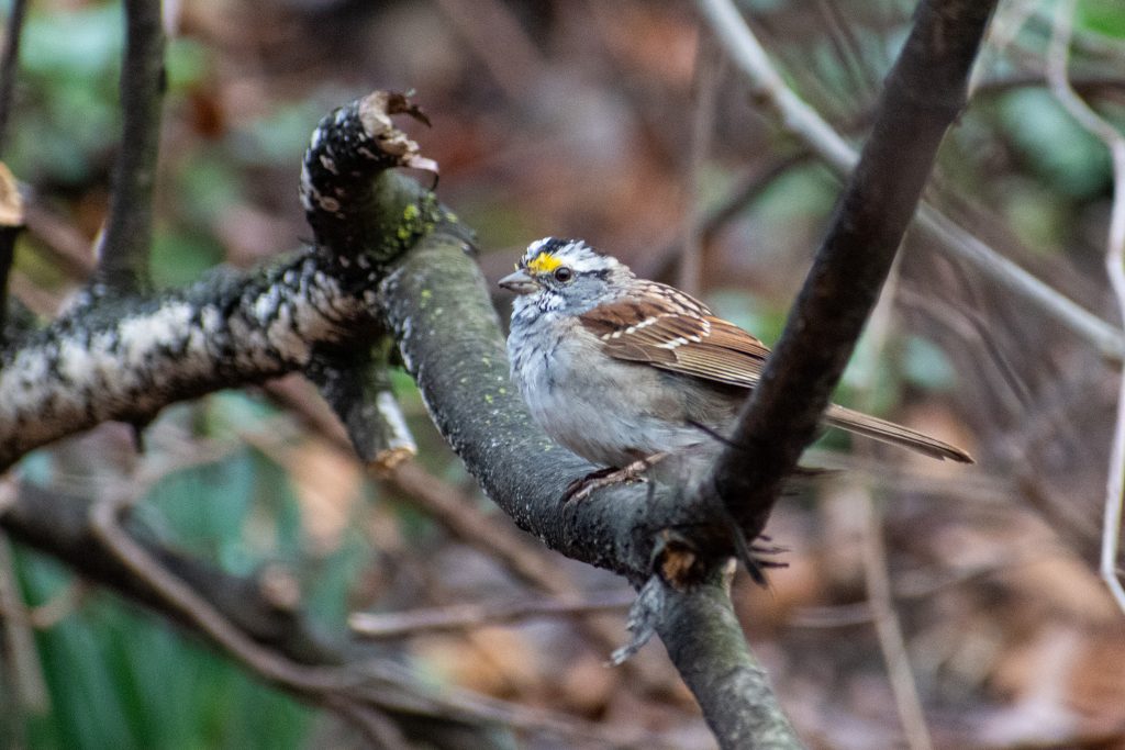 White-throated sparrow, Prospect Park