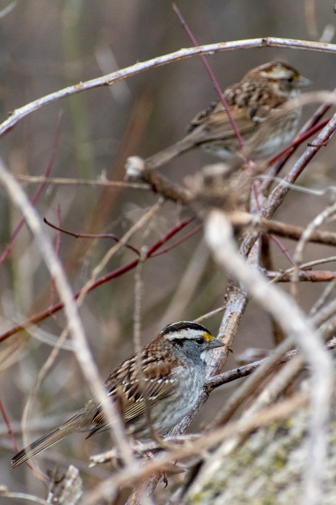 White-throated sparrows, Prospect Park
