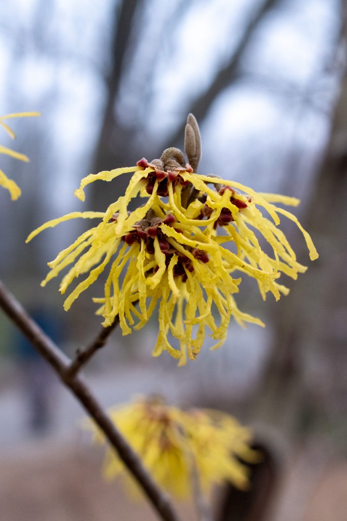 Witch hazel, Prospect Park