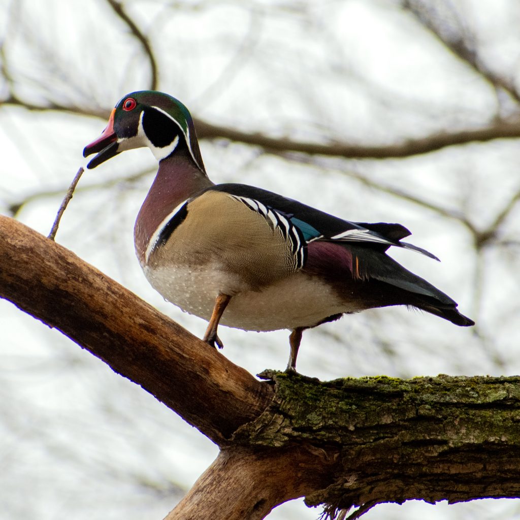 Wood duck (male), Prospect Park