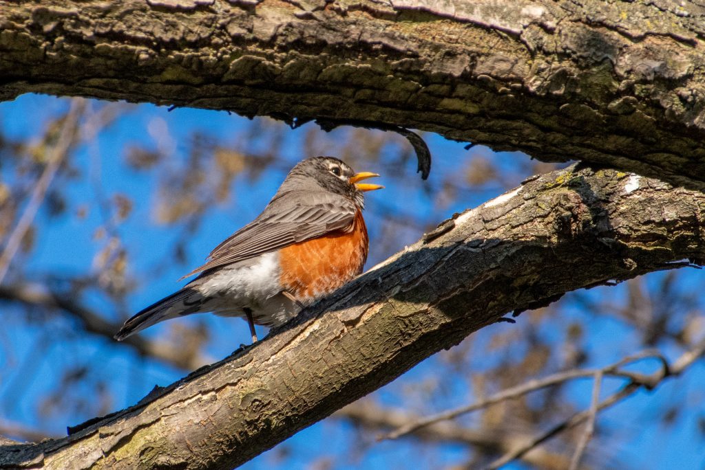 American robin, Prospect Park