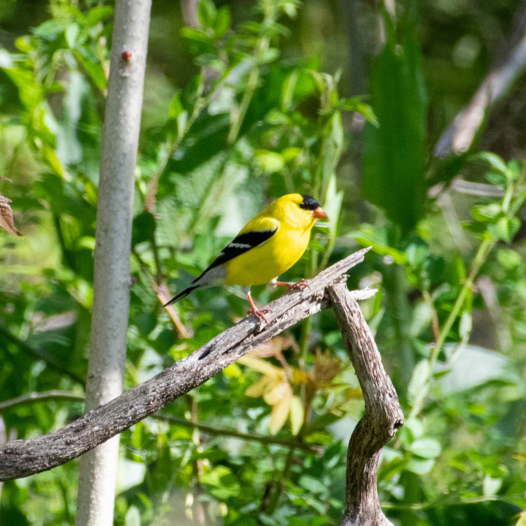 American goldfinch, Prospect Park