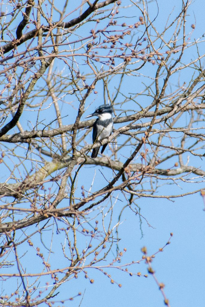 Belted kingfisher, Prospect Park