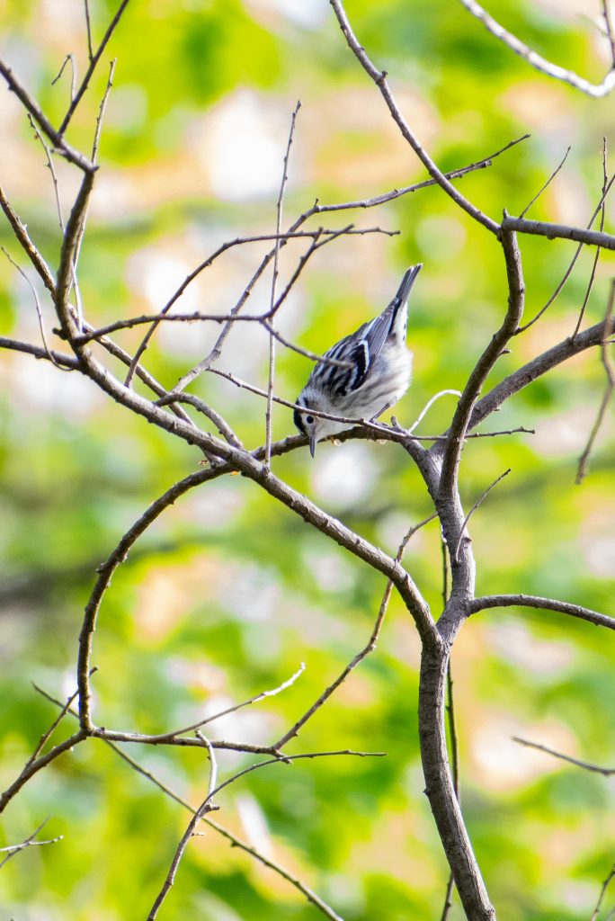 Black-and-white warbler, Prospect Park