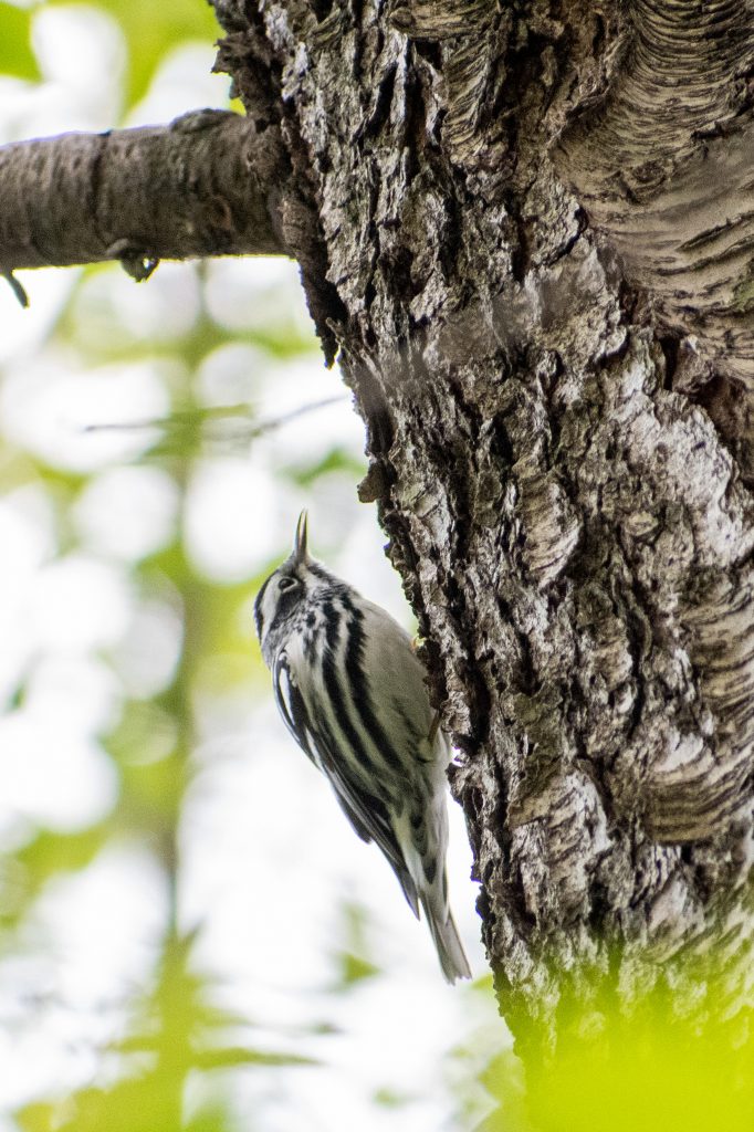 Black-and-white warbler, Prospect Park