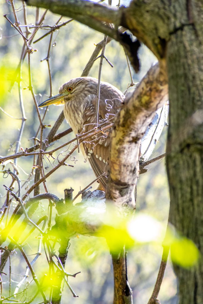 Black-crowned night heron, Prospect Park