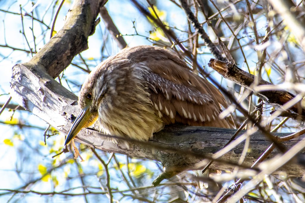 Black-crowned night heron (juvenile), Prospect Park