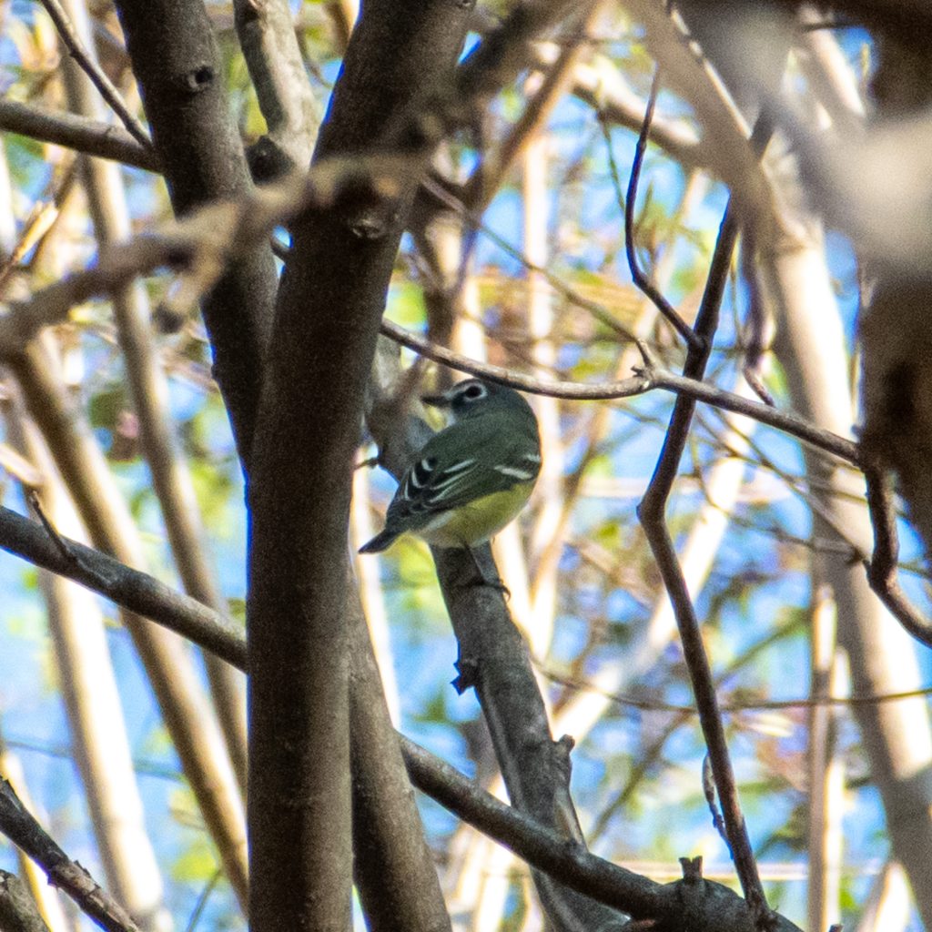 Blue-headed vireo, Prospect Park