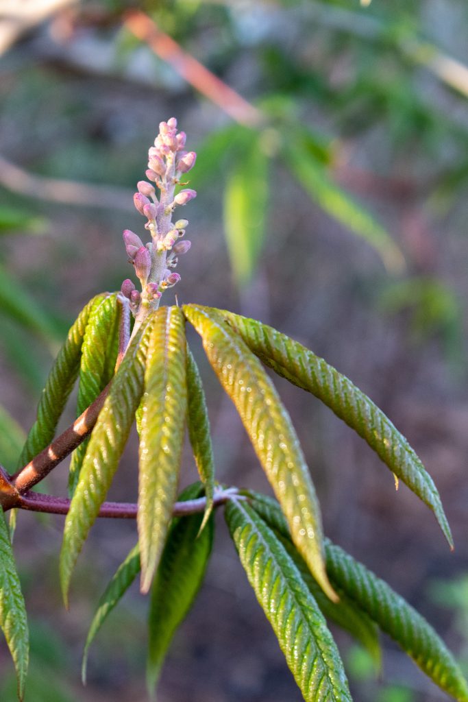 Buckeye or horse chestnut, Prospect Park