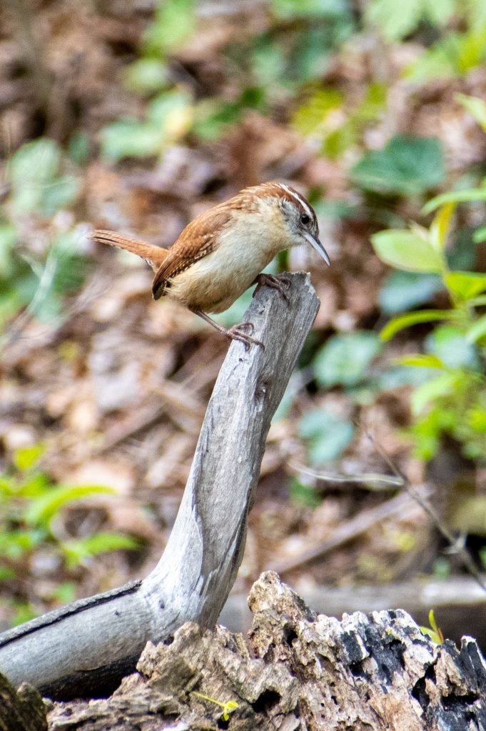 Carolina wren, Green-Wood Cemetery