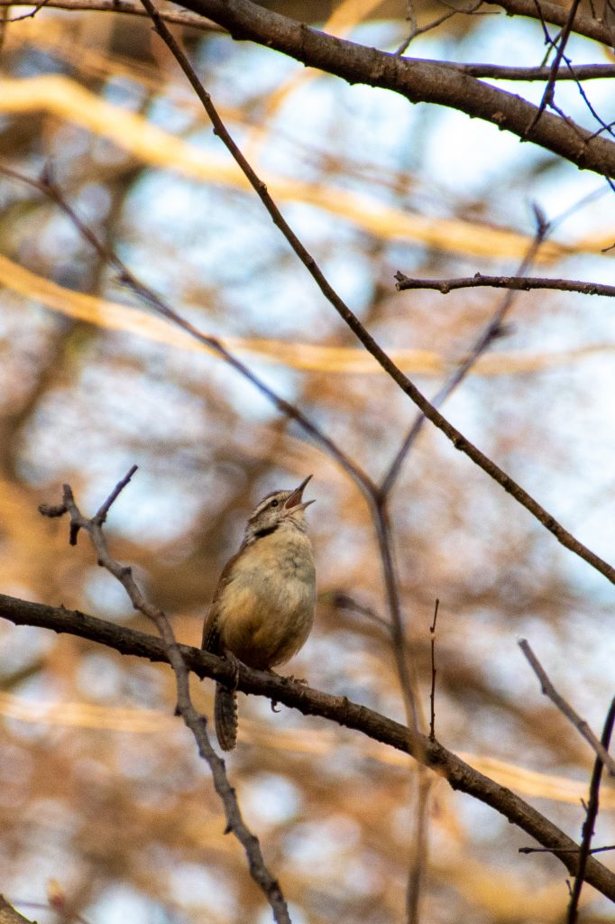 Carolina wren, Prospect Park
