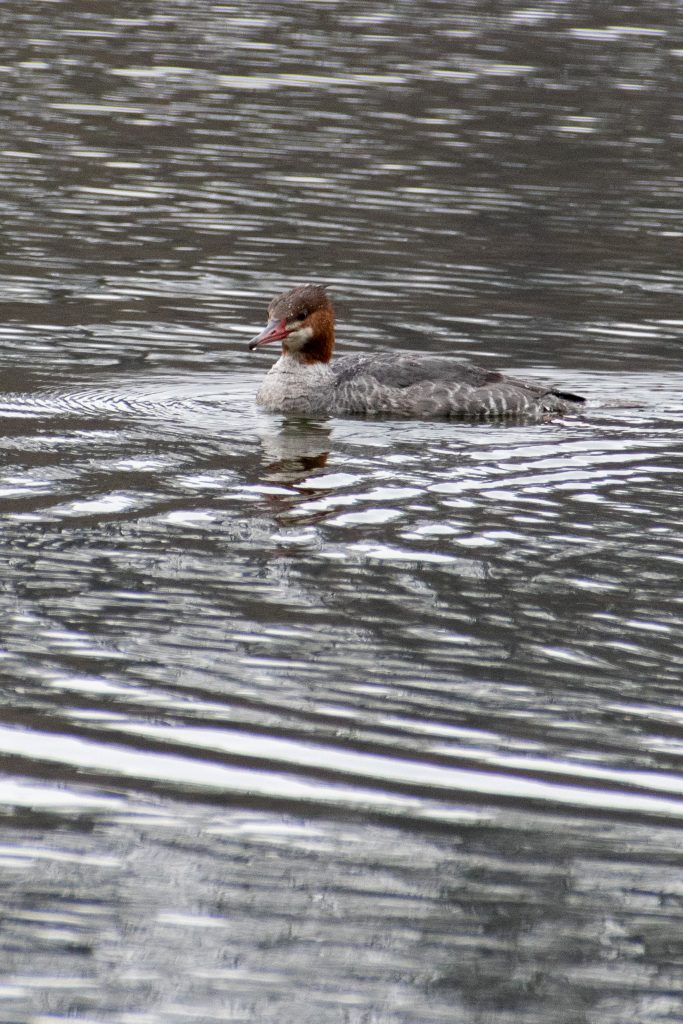 Common merganser (female), Prospect Park