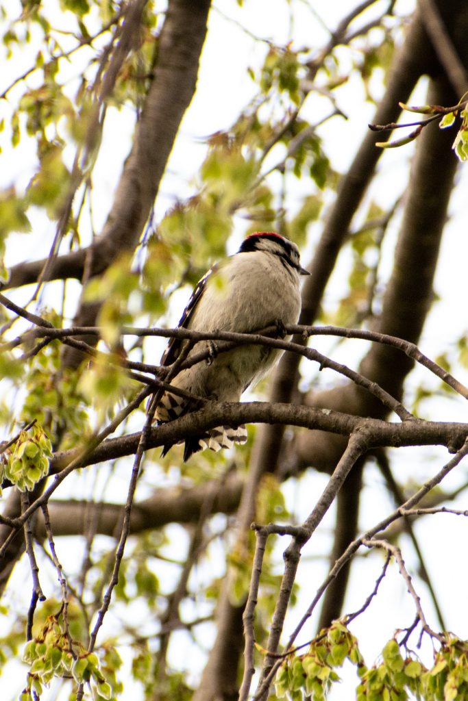Downy woodpecker, Prospect Park