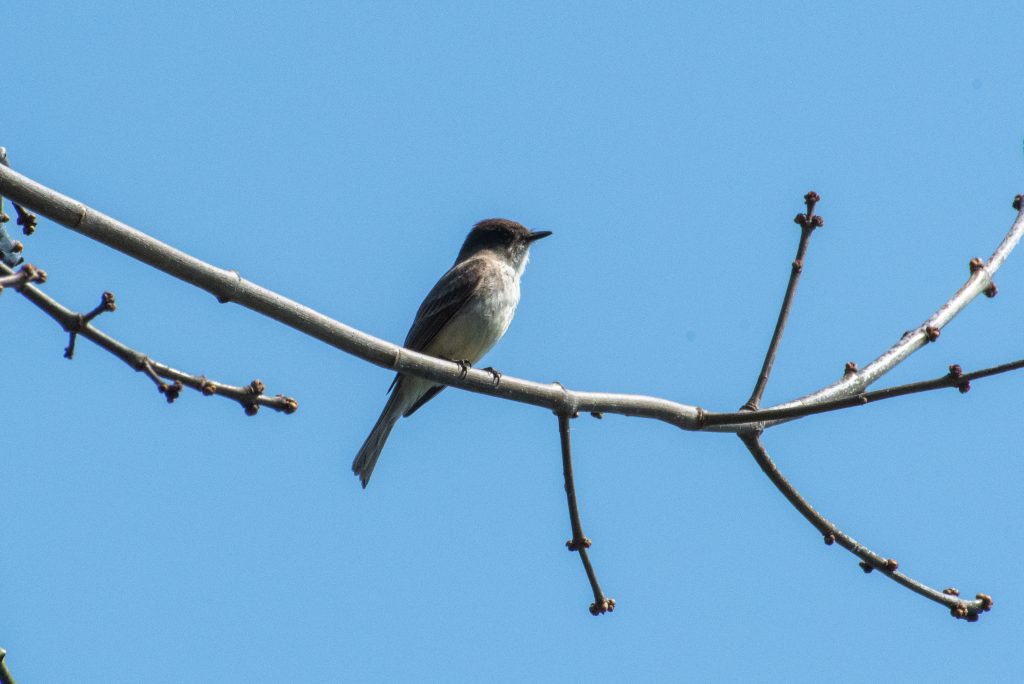 Eastern phoebe, Prospect Park Eastern phoebe, Prospect Park