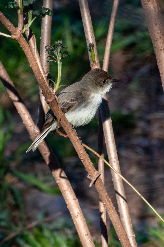 Eastern phoebe, Prospect Park