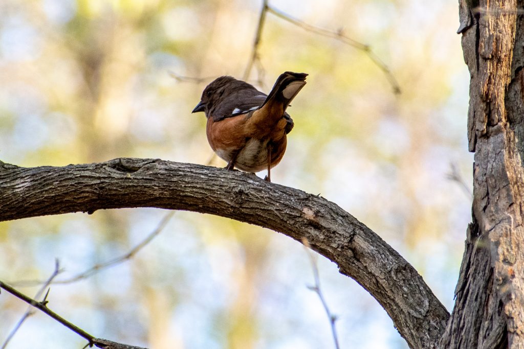 Eastern towhee (male), Prospect Park