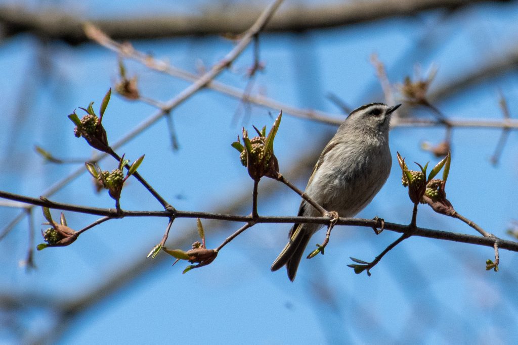 Golden-crowned kinglet, Prospect Park Golden-crowned kinglet, Prospect Park
