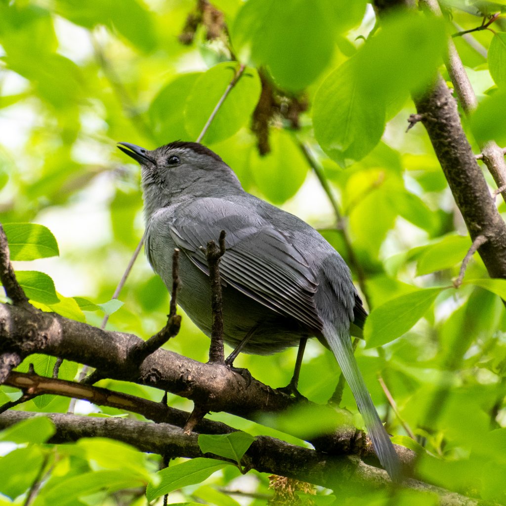 Gray catbird, Prospect Park