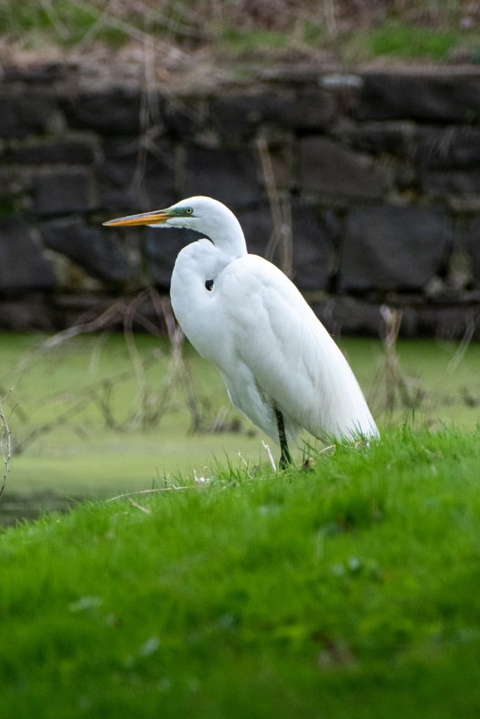 Great egret, Greenwood Cemetery
