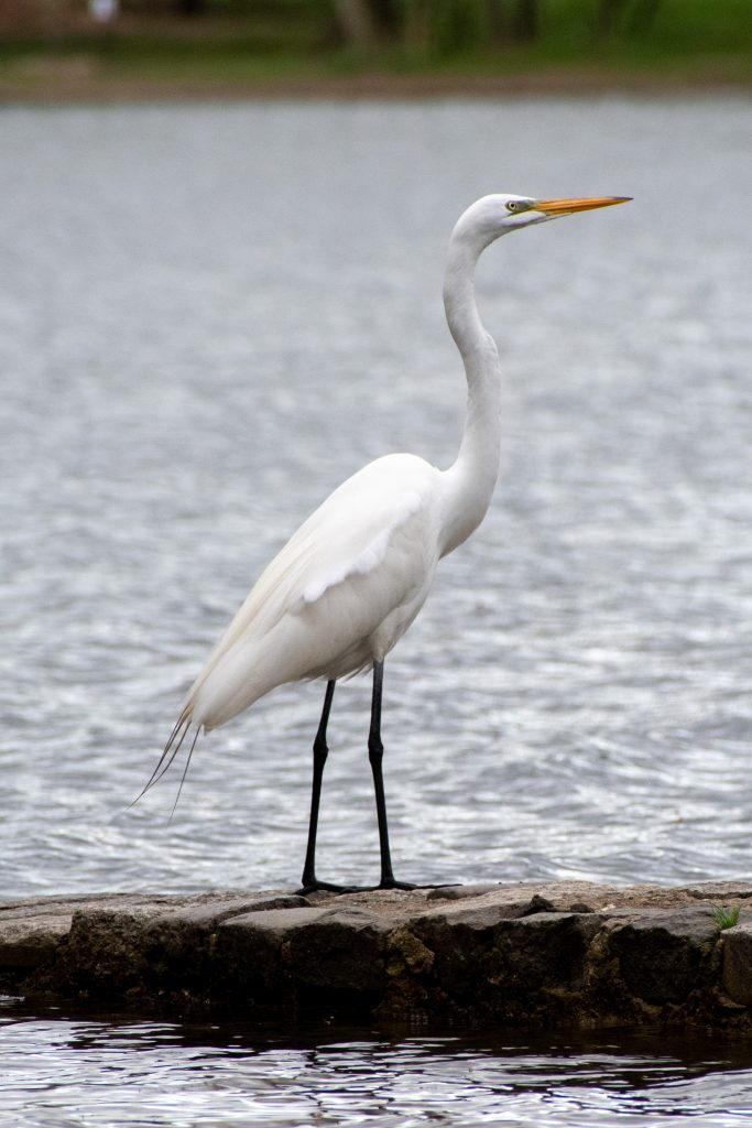 Great egret, Prospect Park