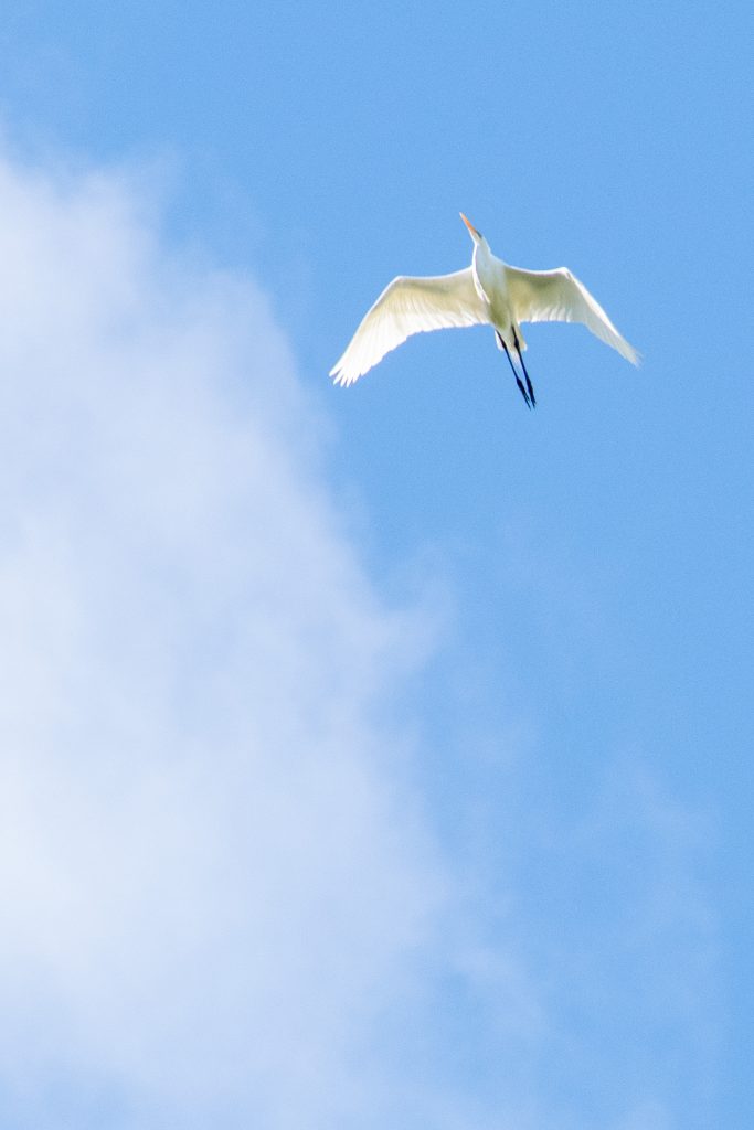 Great egret, Prospect Park