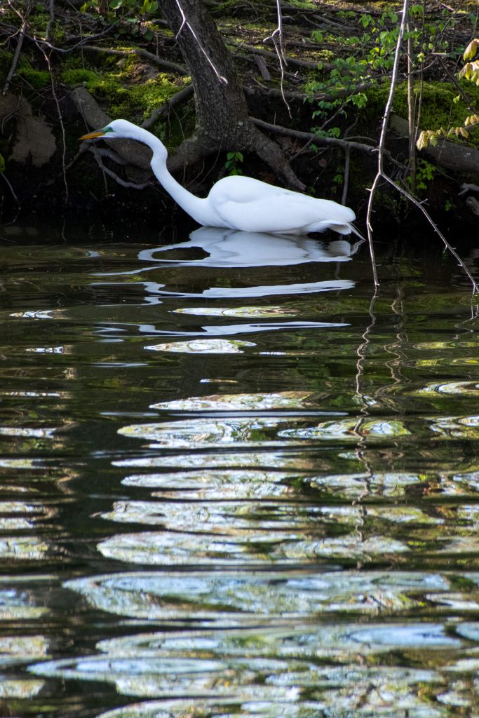 Great egret, Prospect Park