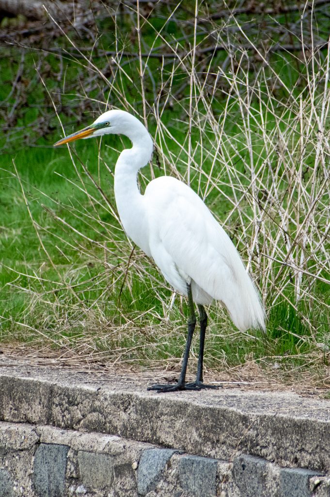 Great egret, Greenwood Cemetery