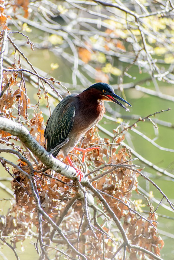 Green heron, Prospect Park