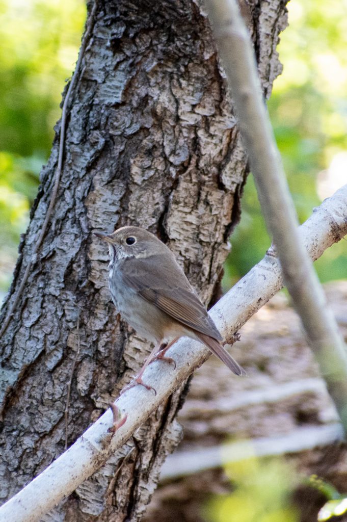 Hermit thrush, Prospect Park