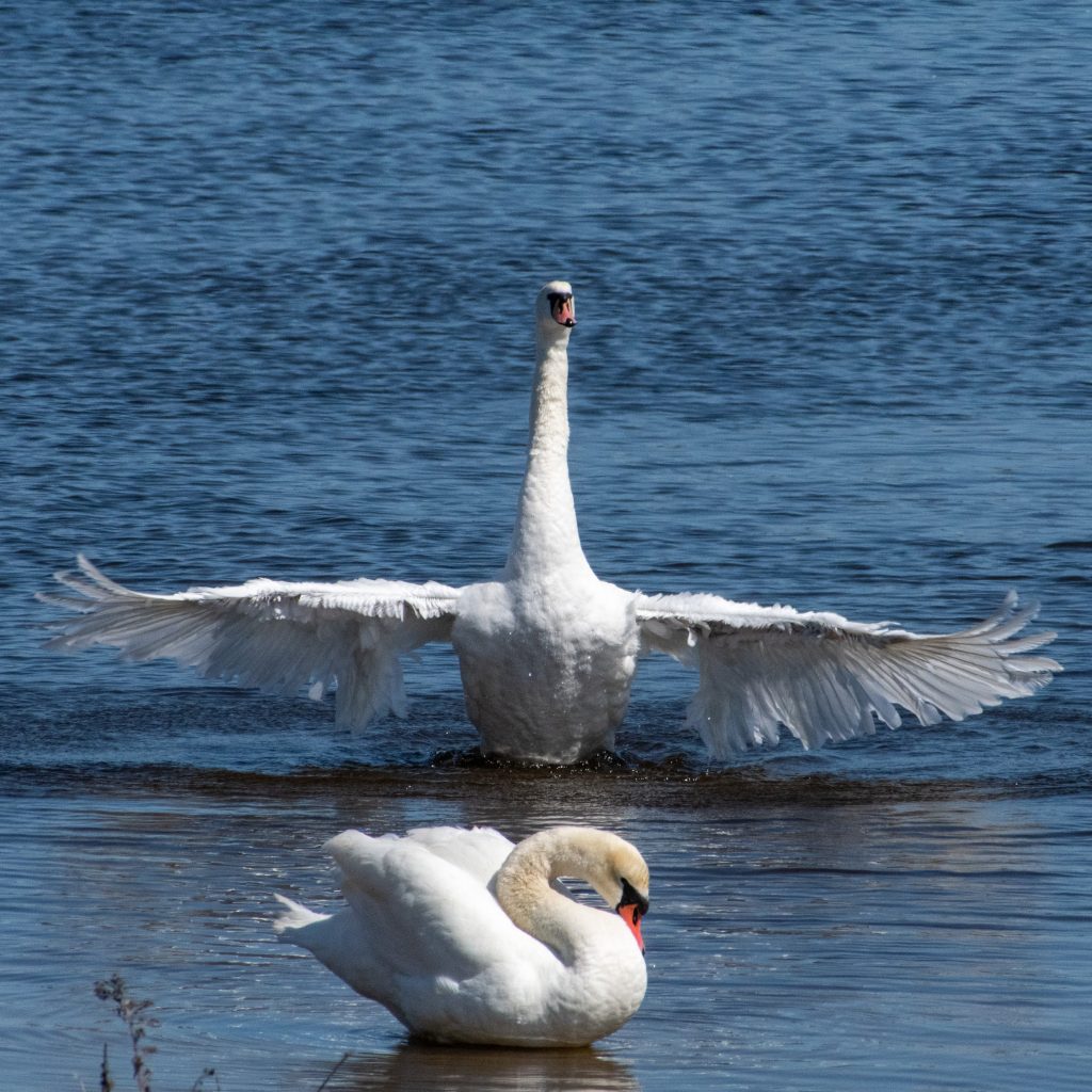 Mute swan, Jamaica Bay Wildlife Refuge