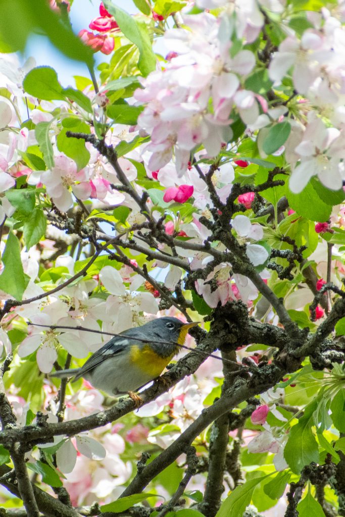 Northern parula, Green-Wood Cemetery