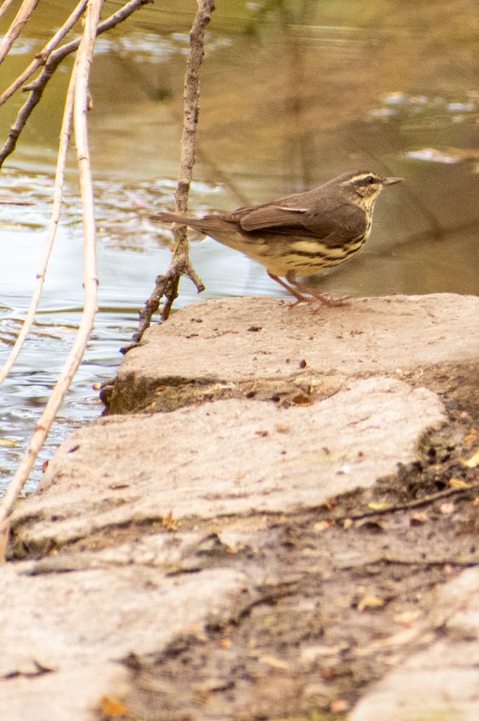 Northern waterthrush, Prospect Park