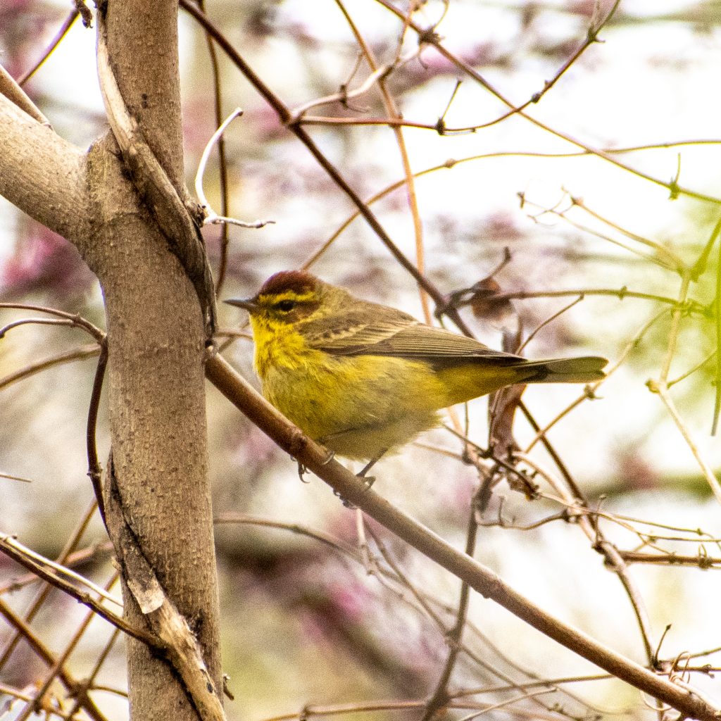 Palm warbler, Prospect Park