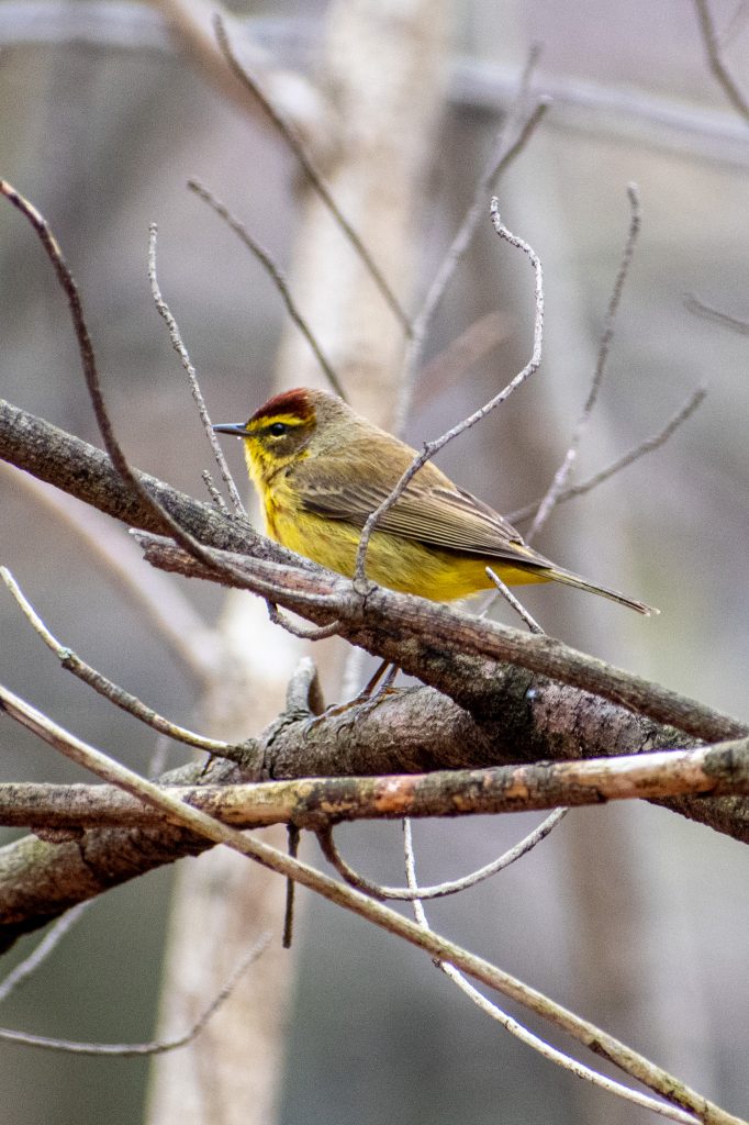 Palm warbler, Prospect Park