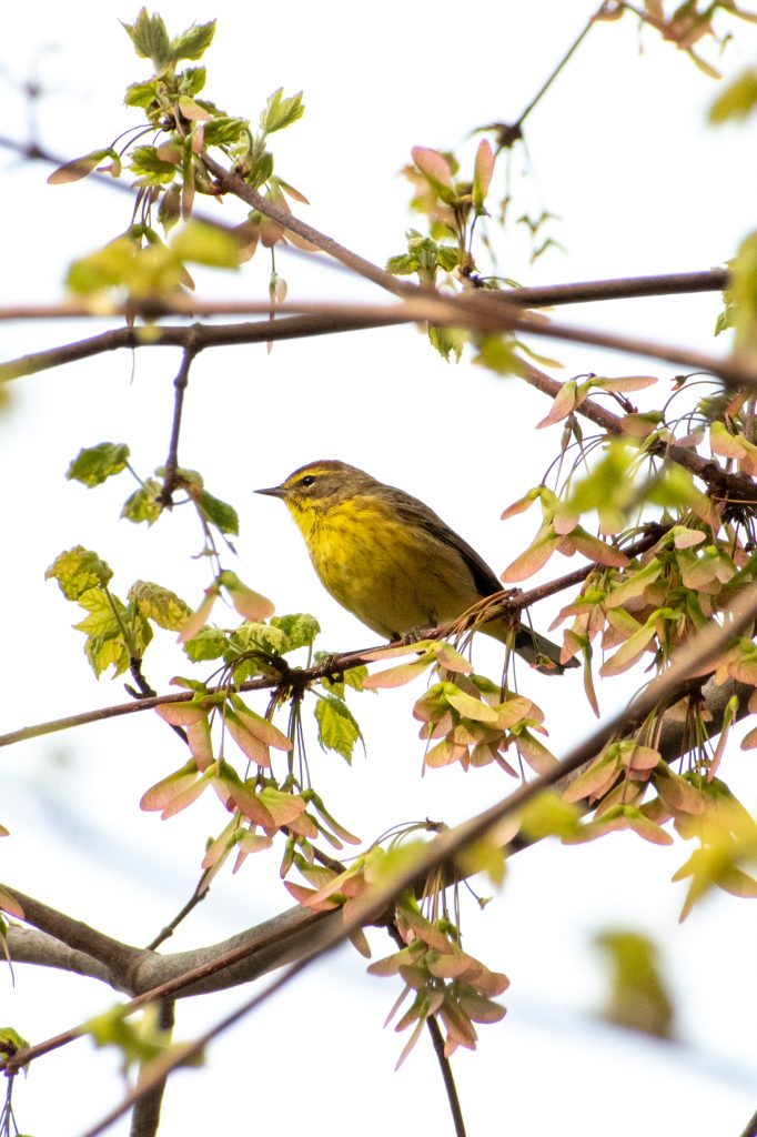 Palm warbler, Prospect Park