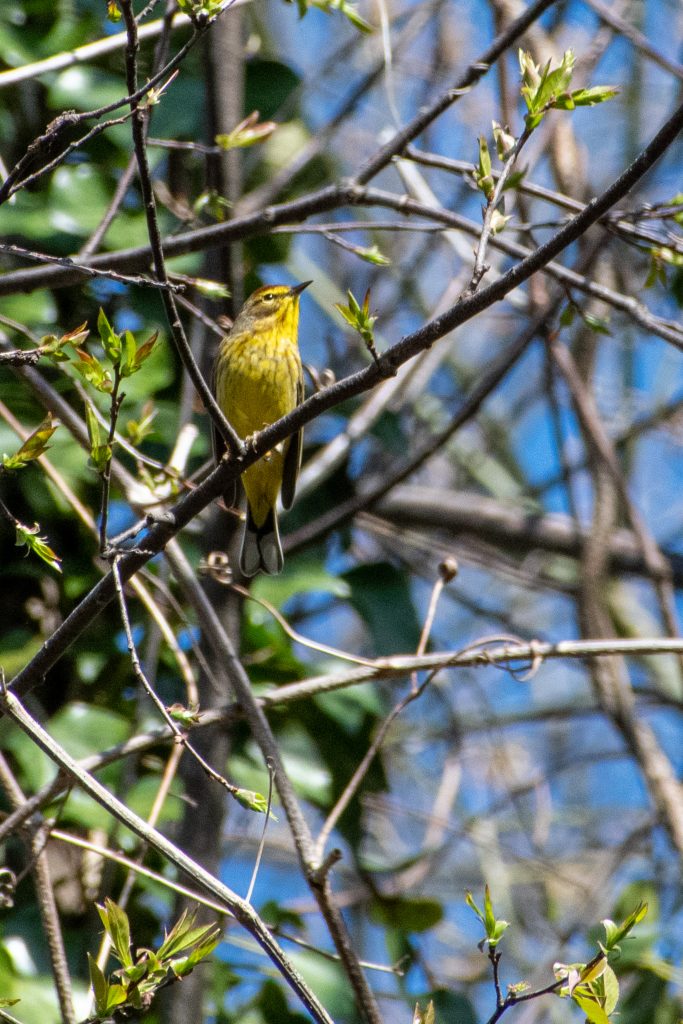 Palm warbler, Prospect Park