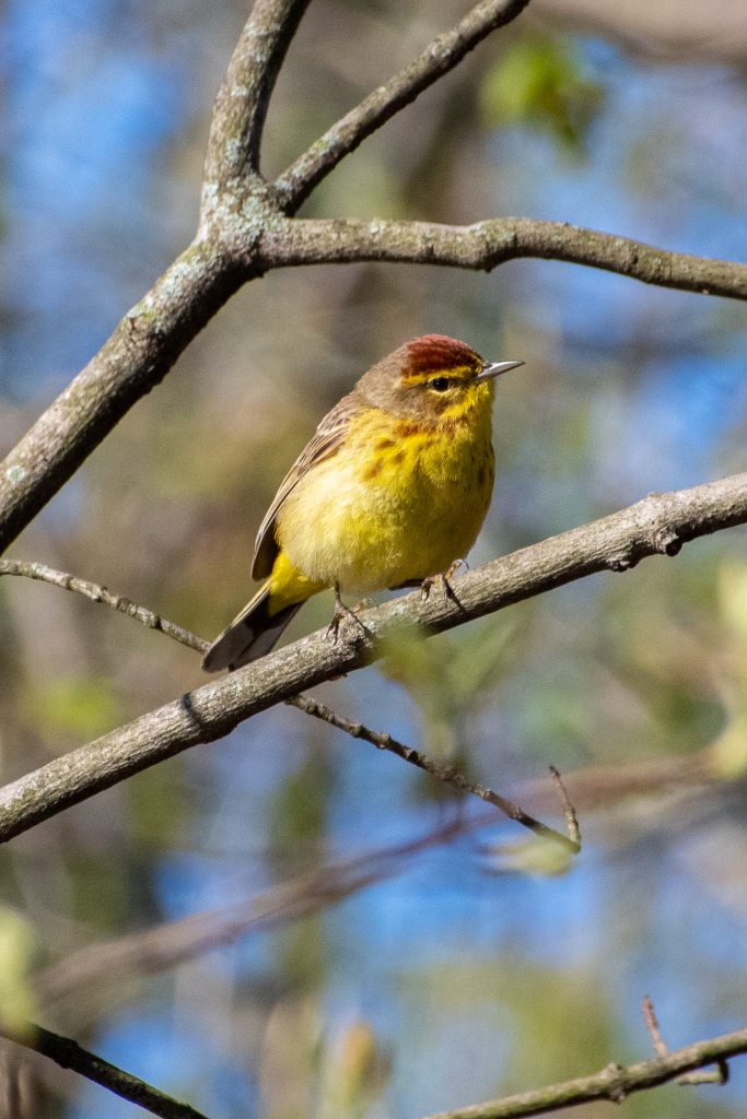 Palm warbler, Prospect Park