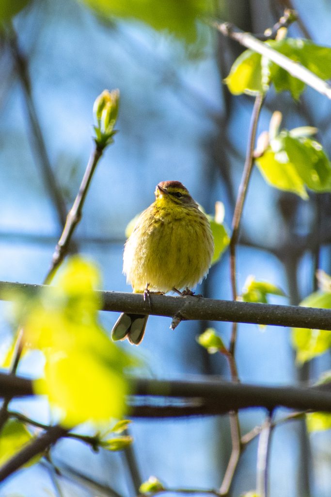 Palm warbler, Prospect Park