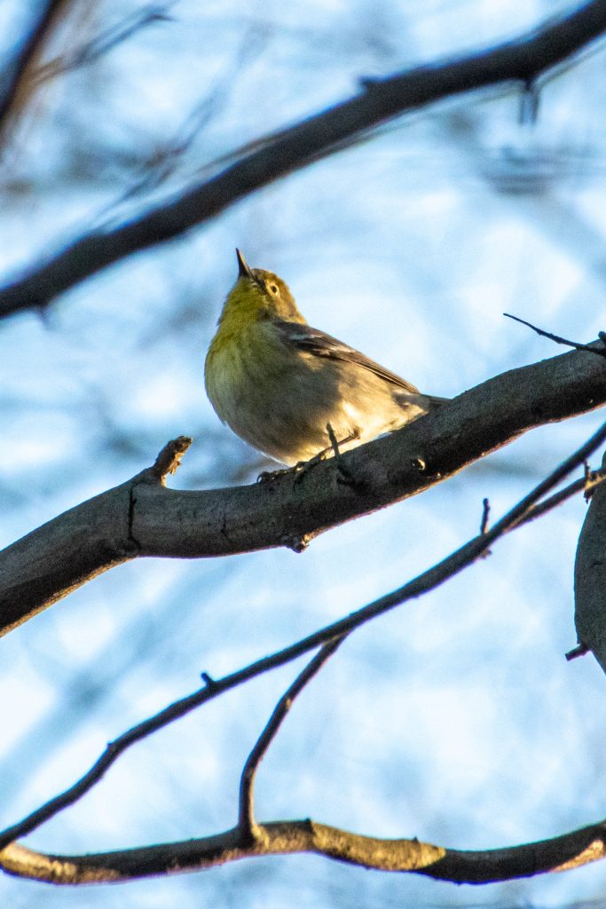 Pine warbler, Prospect Park
