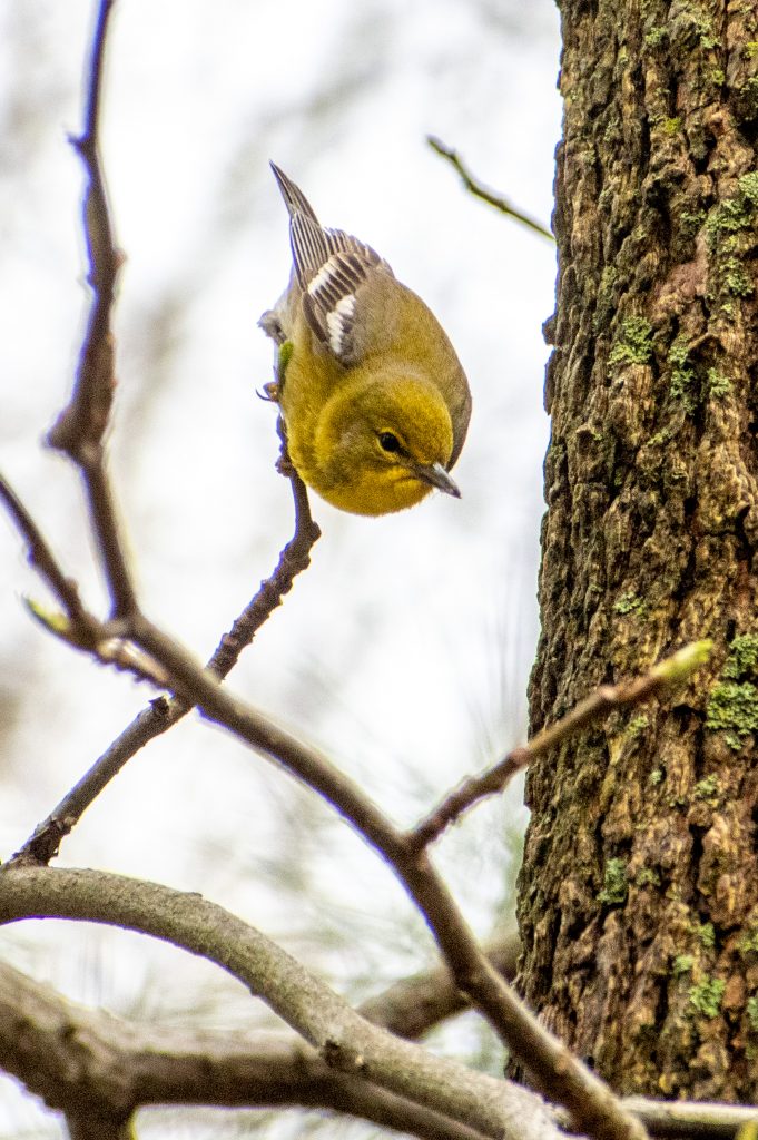 Pine warbler, Prospect Park