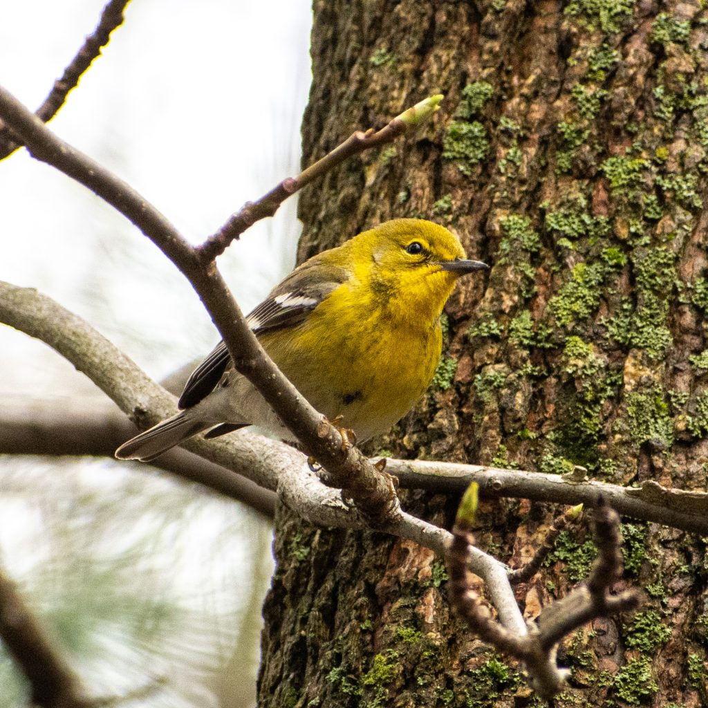 Pine warbler, Prospect Park
