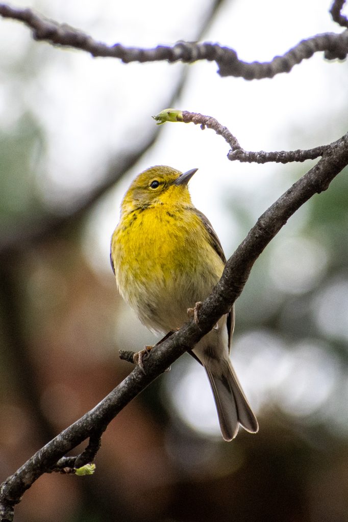 Pine warbler, Greenwood Cemetery