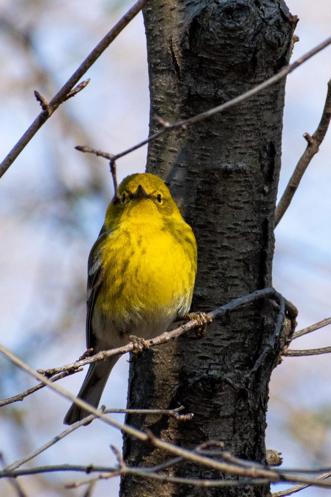 Pine warbler, Prospect Park