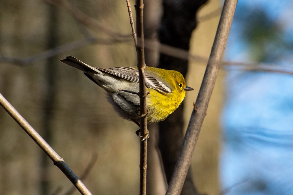 Pine warbler, Prospect Park