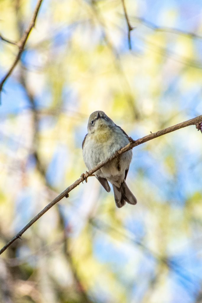 Pine warbler, Prospect Park