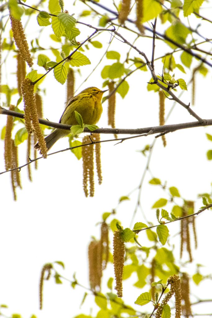 Prairie warbler, Green-Wood Cemetery