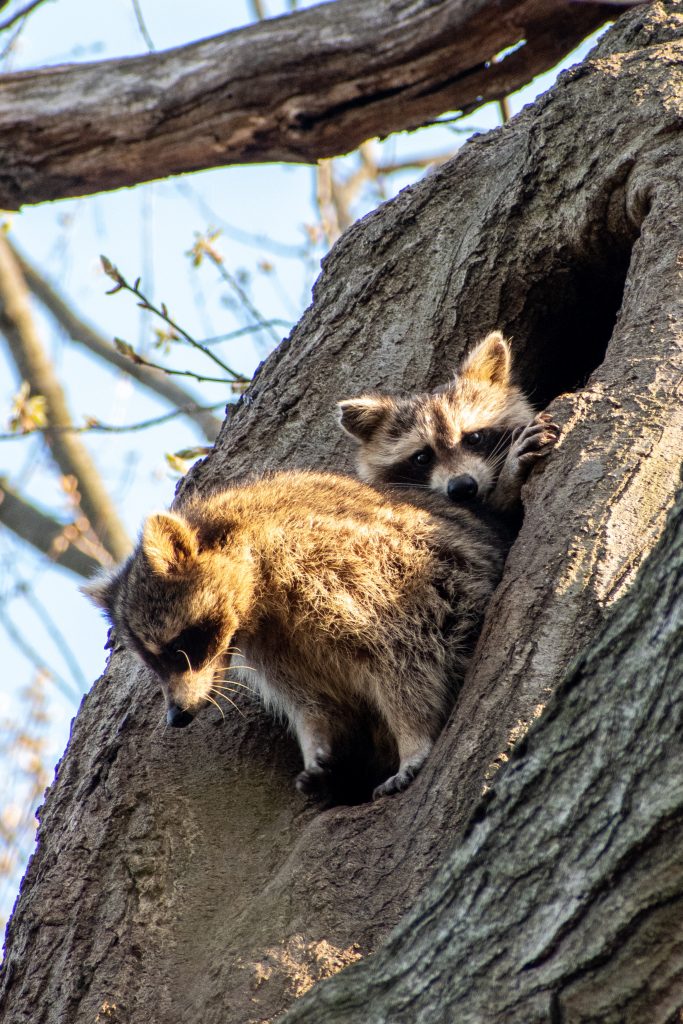Raccoons, Prospect Park