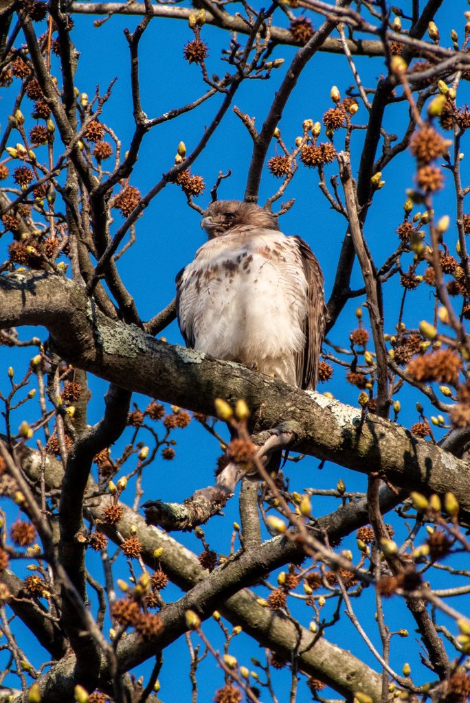 Red-tailed hawk, Prospect Park