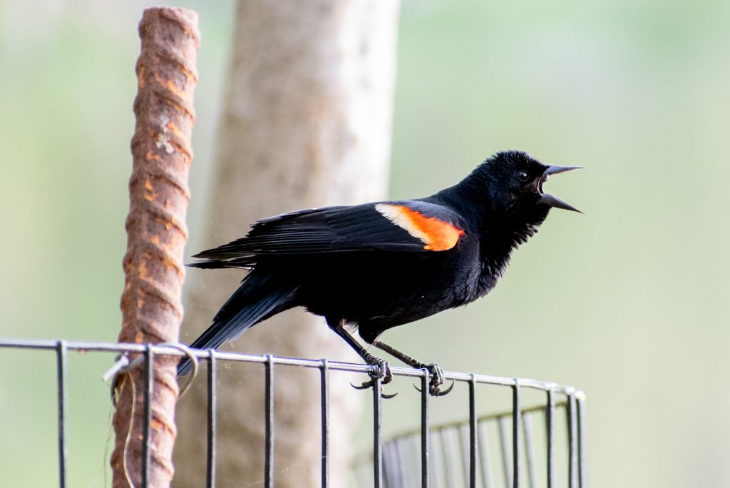 Red-winged blackbird (male), Prospect Park