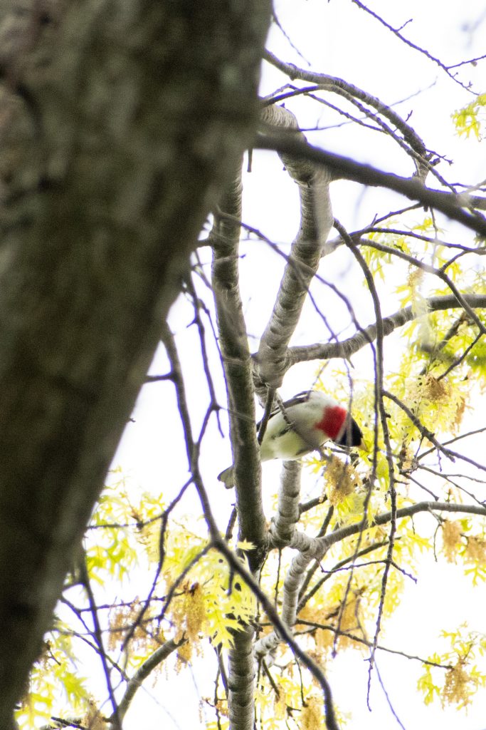 Rose-breasted grosbeak, Prospect Park